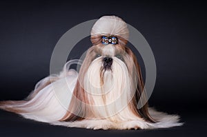 Shih tzu dog portrait at studio