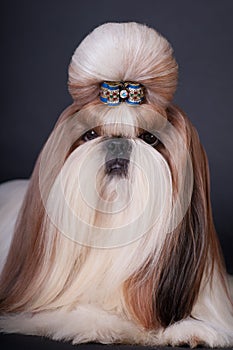 Shih tzu dog portrait at studio