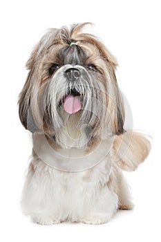 Shih tzu dog portrait on white