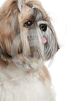 Shih tzu dog portrait on white