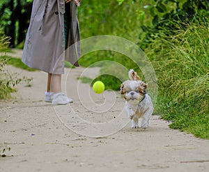 shih tzu dog runs along the road after a ball in the forest