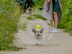 shih tzu dog runs along the road after a ball in the forest