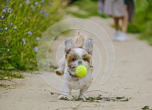 shih tzu dog runs along the road after a ball in the forest