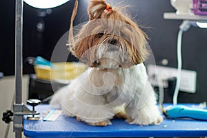 shih-tzu at the Dog Show, grooming on the table