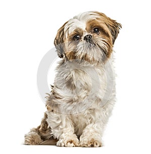 Shih Tzu, dog sitting and looking at the camera, isolated on whi