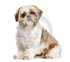 Shih Tzu, dog sitting and looking at the camera, isolated on whi