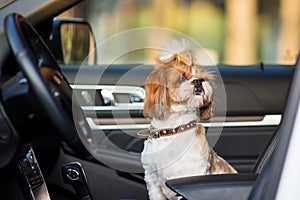 Shih tzu dog travels by car. A dog is sitting in a car seat