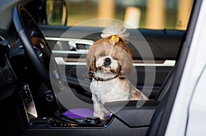 Shih tzu dog travels by car. A dog is sitting in a car seat