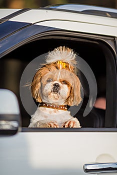 Shih tzu dog travels by car. A dog is sitting in a car seat