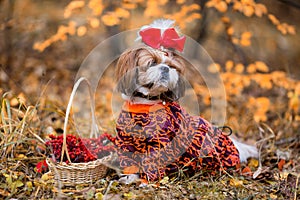 Shih tzu dog for walk in the autumn forest. Shih Tzu with a basket of rowan