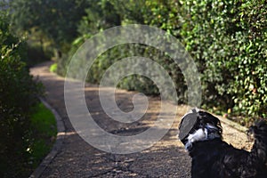 Shih tzu dog walking the trail