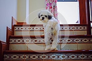 Shih Tzu dog walking up the stairs