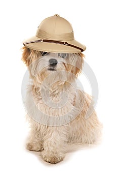 Shih tzu dog wearing a Safari explorers hat