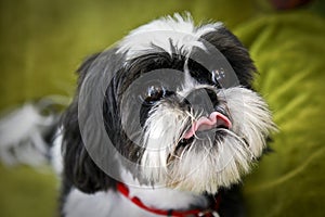 Shih Tzu face