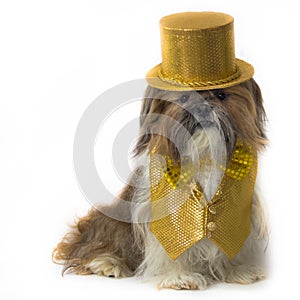 Shih Tzu in a Gold Fancy Costume