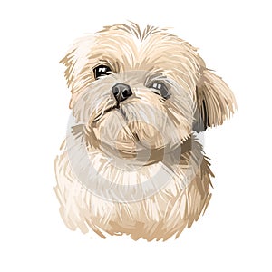Shih Tzu lap dog toy pet digital art. Small Chrysanthemum breed watercolor portrait closeup, hand drawn muzzle of canine