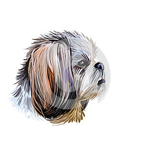 Shih Tzu lap dog toy pet digital art. Small Chrysanthemum breed watercolor portrait closeup, hand drawn muzzle of canine