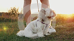 Shih Tzu on a leash sitting next to its owner at sunset