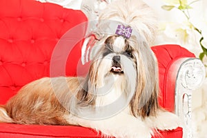 Shih Tzu with long furr in a beautiful classic interior