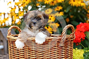 Shih Tzu Mix puppy sitting in wicker basket