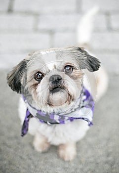 A Shih Tzu mixed breed dog wearing a bandana