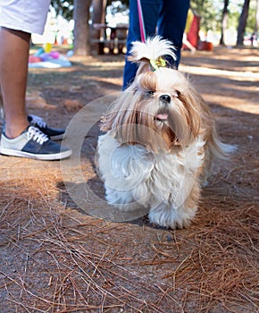 Shih Tzu in the park