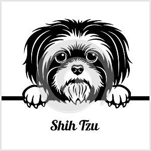 Shih Tzu - Peeking Dogs - - breed face head isolated on white