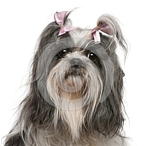Shih Tzu with pink bows in hair, 4 years old