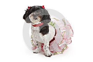 Shih Tzu - Poodle Dog in Christmas Outfit