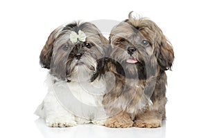 Shih-tzu puppies