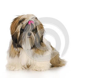 Shih tzu puppy