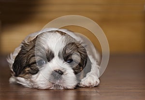 Shih Tzu Puppy