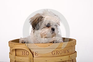 Shih Tzu puppy