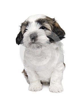 Shih Tzu puppy (7 wweks)