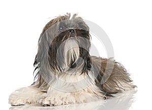 Shih Tzu puppy (8 months old)