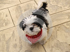 Shih Tzu puppy dog with scarf