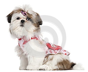 Shih Tzu puppy dressed up, 3 months old, sitting