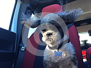 Shih tzu puppy with her ears blowing in the wind
