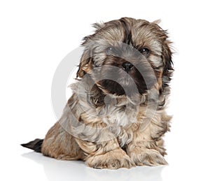 Shih Tzu puppy portrait