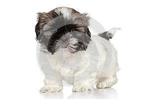 Shih Tzu puppy portrait