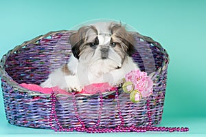 Shih tzu puppy portrait at studio