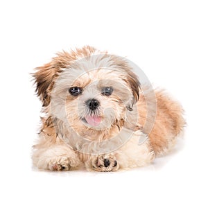 Shih-tzu puppy posing isolated on white background