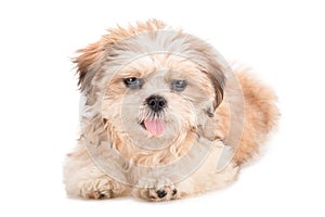 Shih-tzu puppy posing isolated on white background