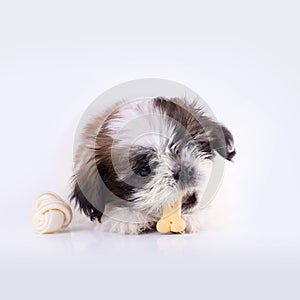 Shih-tzu puppy posing on white background.