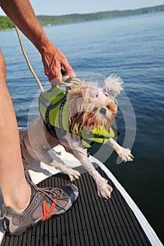 Shih Tzu Puppy Rescue