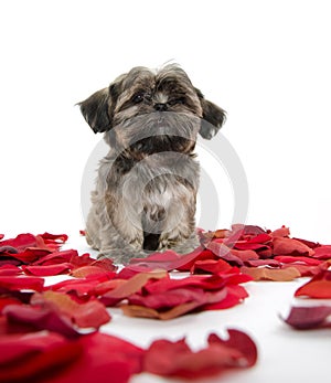 Shih tzu puppy with rose petals