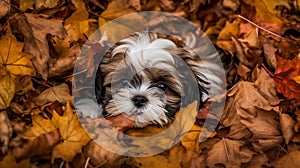 Shih Tzu Puppy\'s First Romp in the Autumn Leaves photo