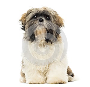 Shih Tzu puppy sitting, facing, isolated