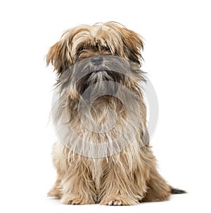 Shih Tzu puppy sitting and staring isolated on white