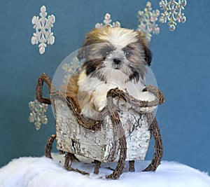 Shih tzu puppy in sleigh